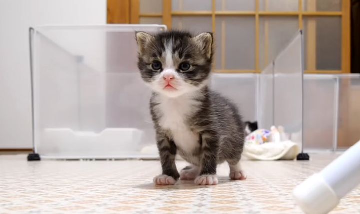 ねこママ　 ポーチ ハンカチ セット 猫 ねこ ネコ 三毛猫｜ミスターアンド