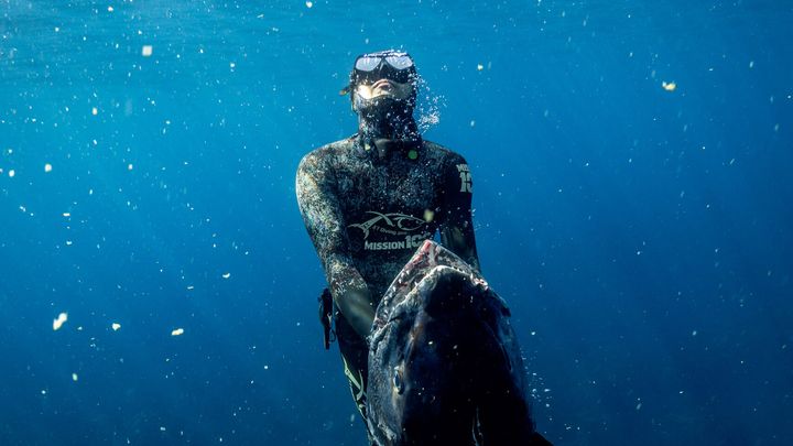 イソマグロが回遊するのは激流が渦巻くエリア