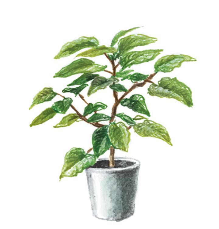 良い意味で「やることが多い」植物。