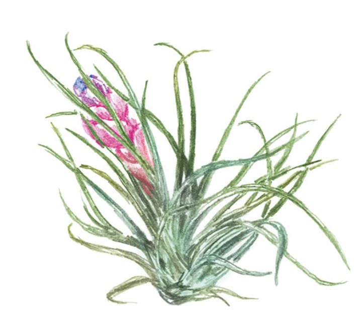 土も植木鉢も不要なエアプランツ。