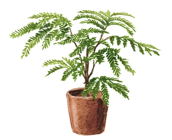 日照を好む生育旺盛な樹種を。