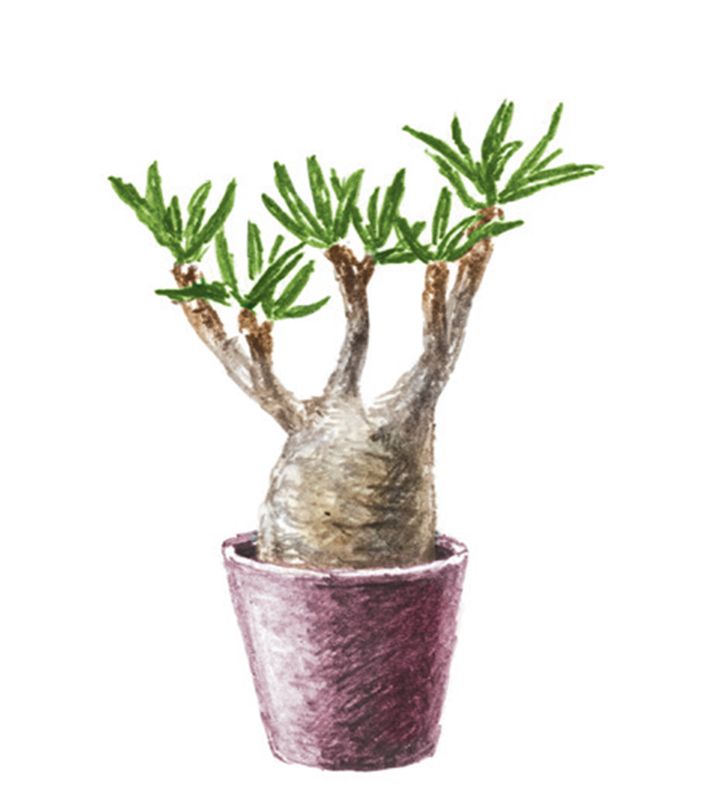 奇怪な容姿や独特のフォルムが人気。