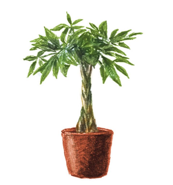 乾燥に負けない、葉が厚い品種を。