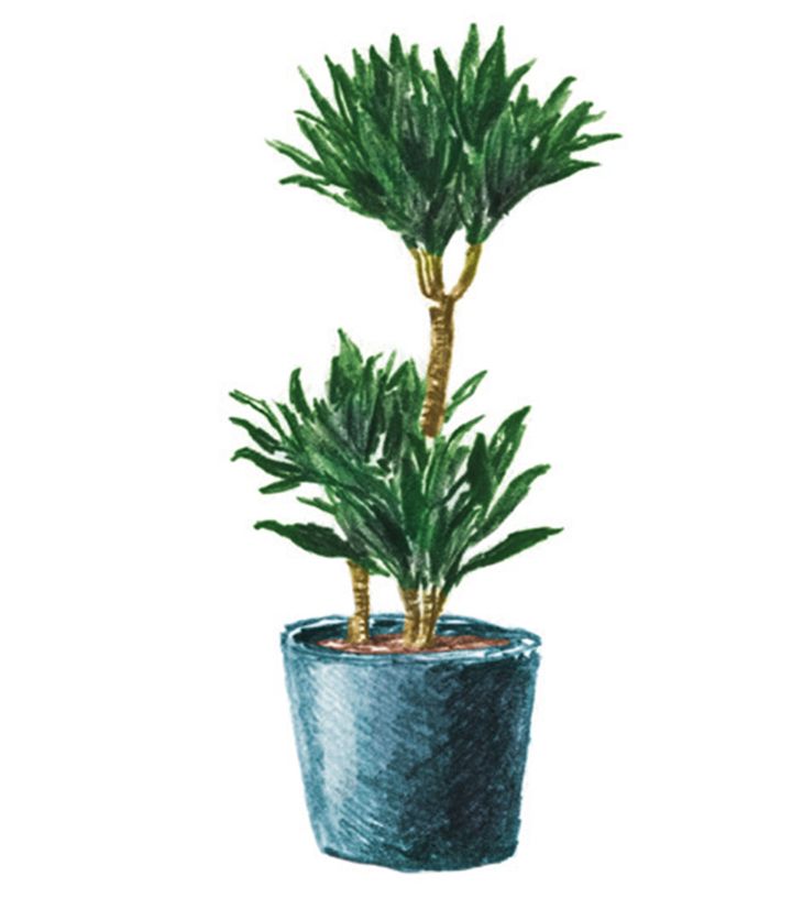 葉焼けしやすいので、弱光線でOK。