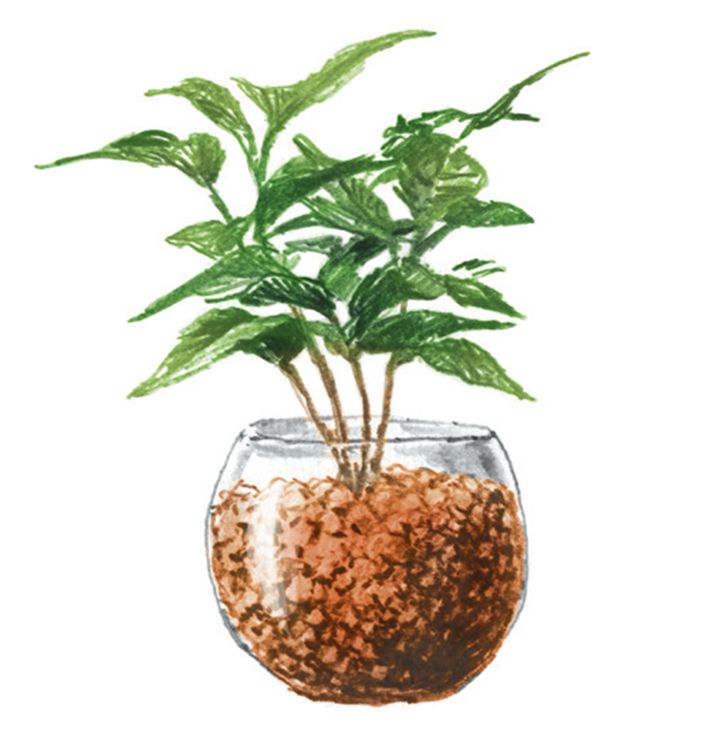 人気上昇中のハイドロカルチャー。