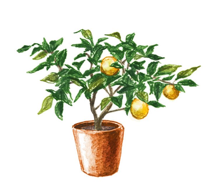 収穫した後も味わいを楽しめる。