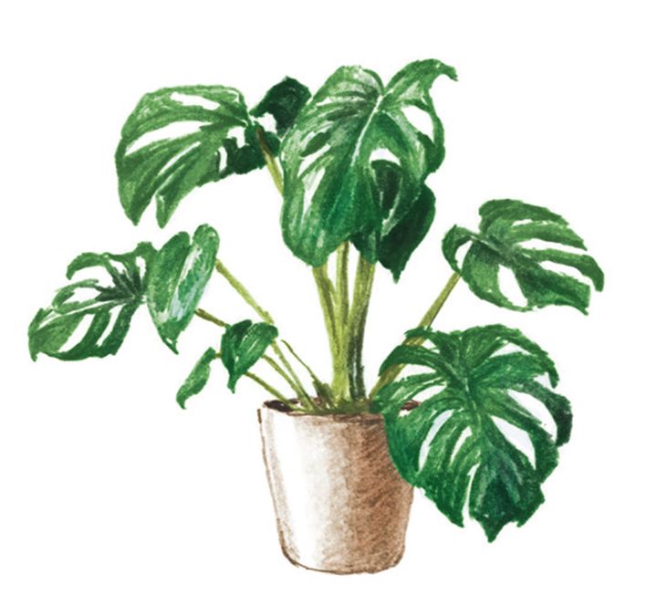 乾燥に強く、水やりは少なくてOK。