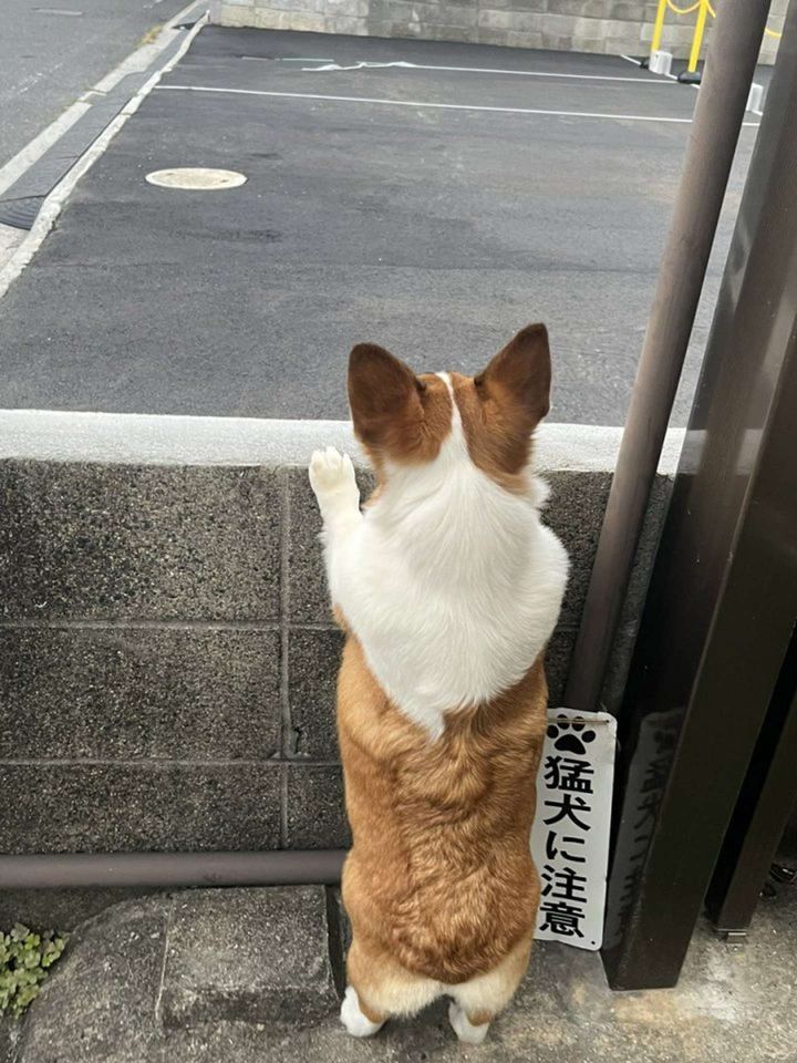 対孤高のマルチーズ限定猛犬（画像提供：sue3（＠sue3_sue2）さん）