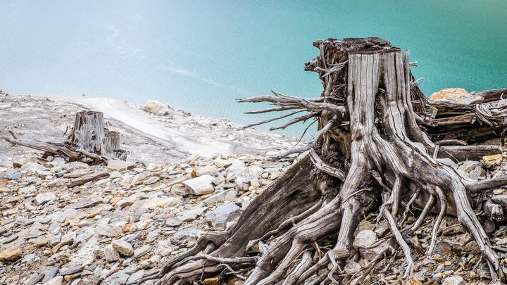 ある日突然、森が枯れる—ヨーロッパを襲った「トネリコの病」の衝撃