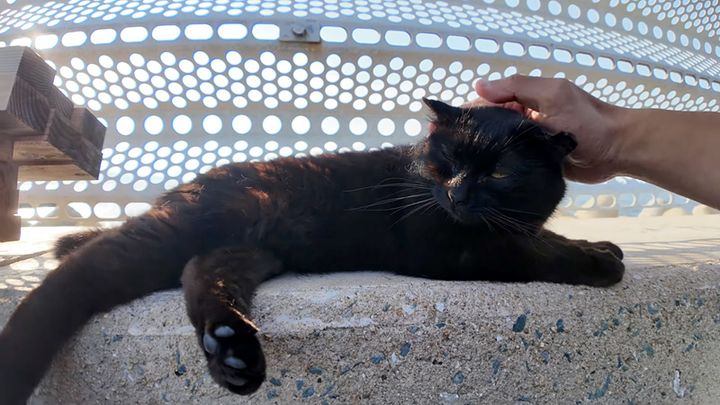 防波堤で撫でられる猫