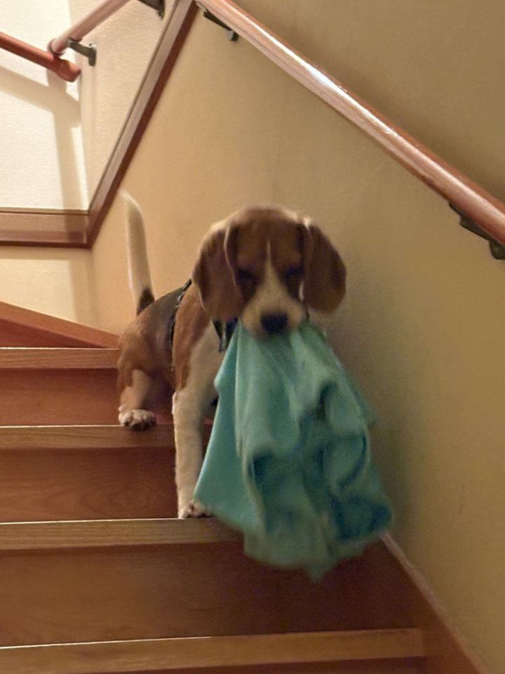 悪いぞ！（ふてぶてしい犬＠beagle_0408さんの投稿より）