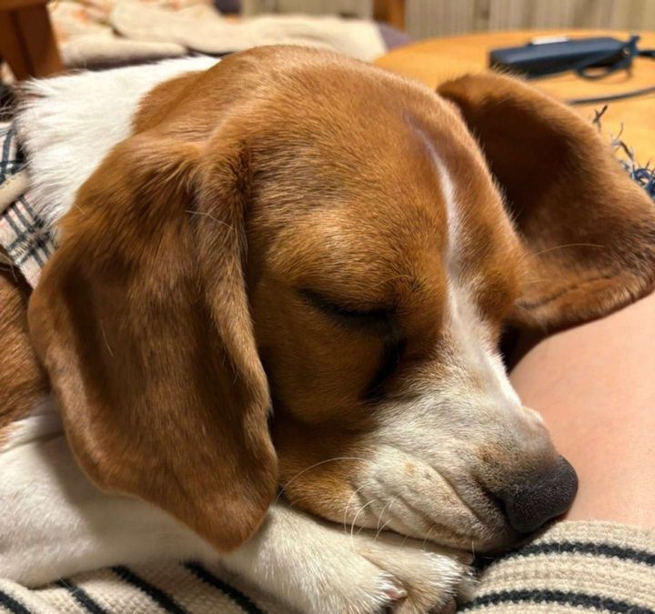 飼い主さんがだいすき！（ふてぶてしい犬＠beagle_0408さんの投稿より）