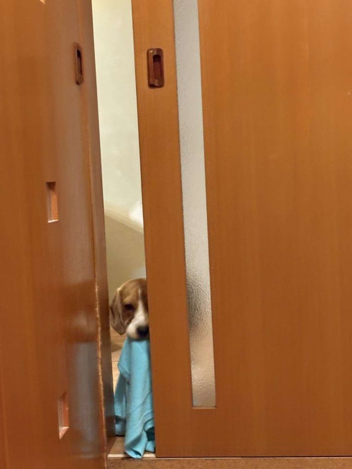 どうして追いかけてきませんか？（ふてぶてしい犬＠beagle_0408さんの投稿より）