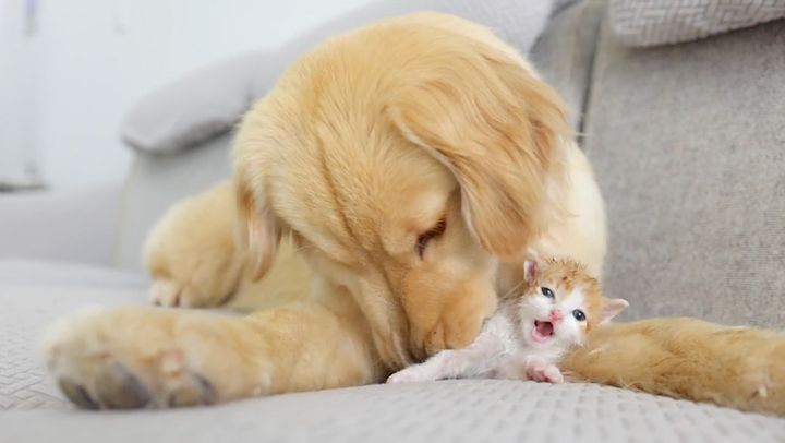 子猫が大好きになった犬