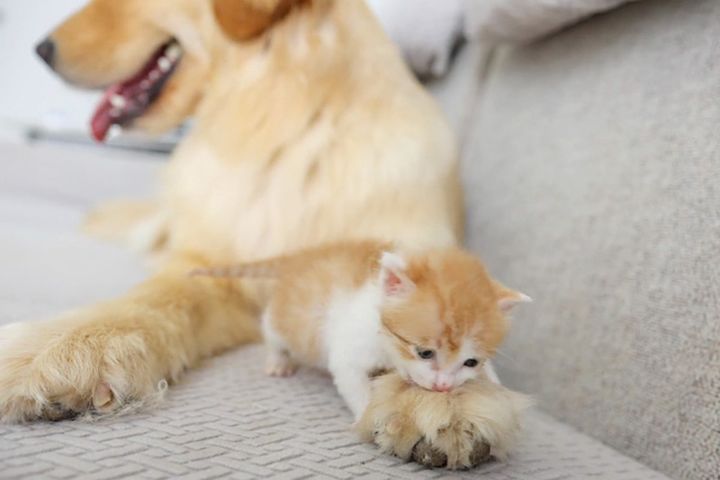 犬が大好きになった子猫