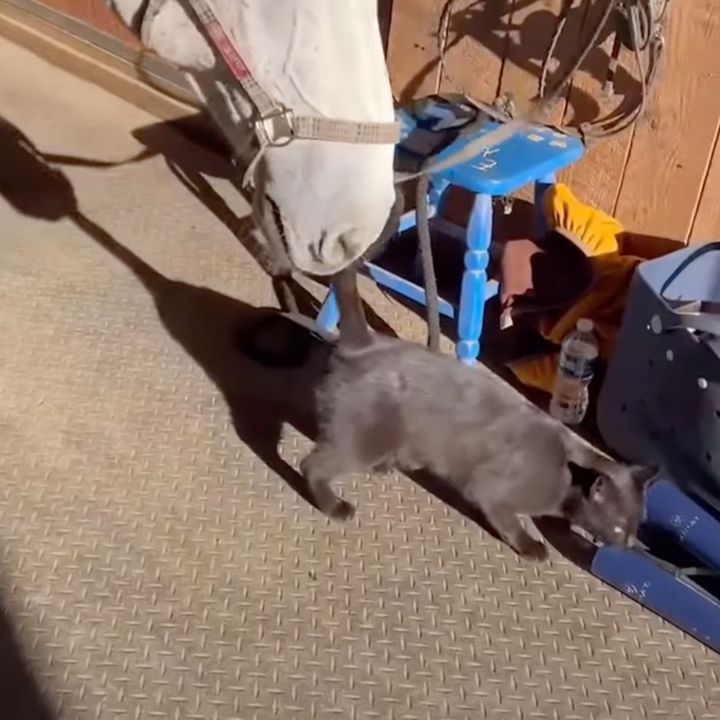 仲好しの馬といちゃつく黒い猫、気を許しすぎてシッポを噛まれる
