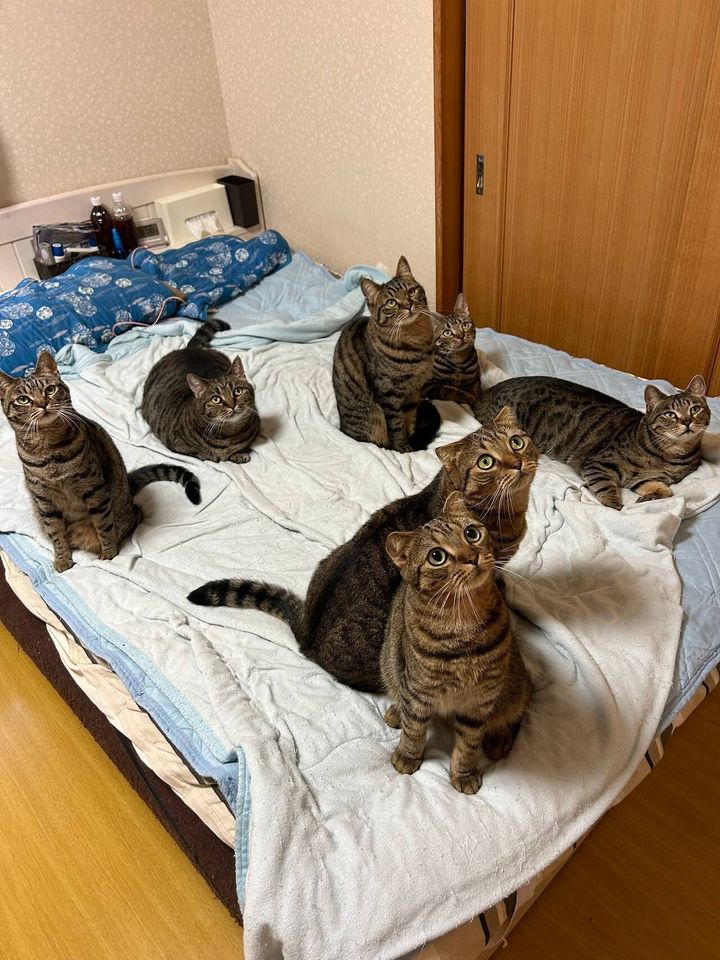 はるとさんの家で飼っている7匹のキジトラ柄の猫ちゃんたち
