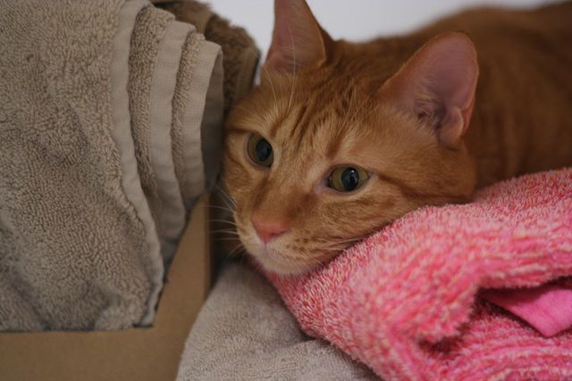 バスタオル リメイク ペット用