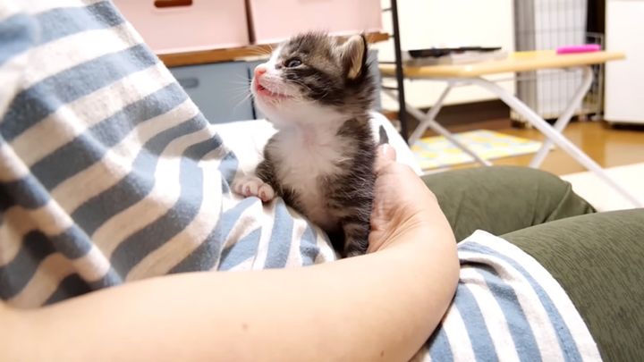 ナデナデをおねだりする子猫