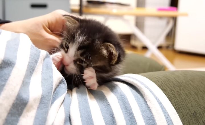 ナデナデされる子猫