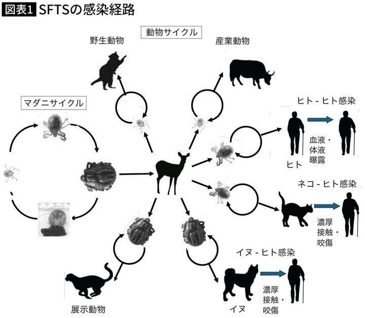 【図表】SFTSの感染経路