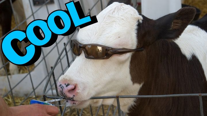 文化を越えて一致する『クール』の条件とは？