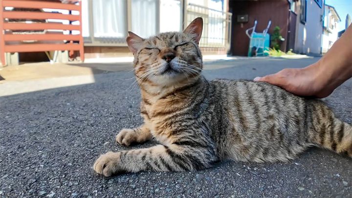 路地裏で出会った猫
