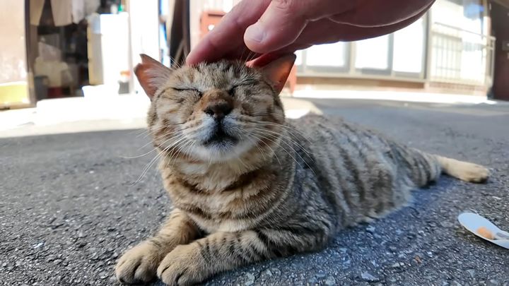 ナデナデを堪能する猫