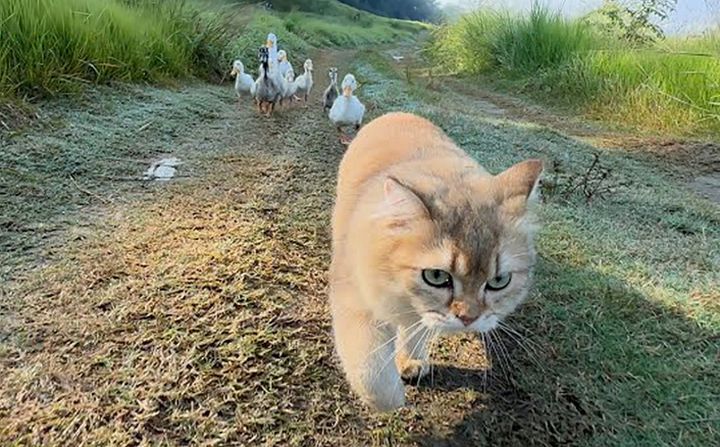 アヒルと冒険に出かけた子猫