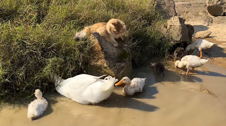 アヒルを見守る子猫