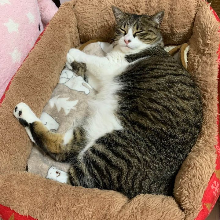 夜にたくさん遊ぶために休息を取るクロエちゃん