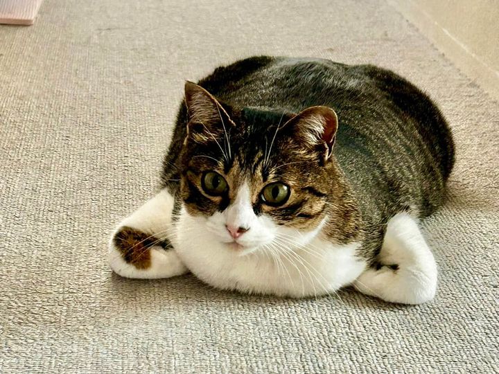 脇を開けて熱を逃がしながら香箱座りをする猫ちゃん