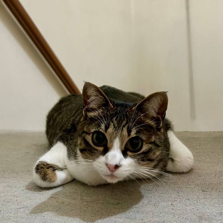 両肘を横に広げてくつろぐ珍しいネコのポーズ