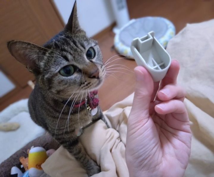 萩工房 わるねこ 熊手・勾玉持ち 風神雷神柄 座布団付き