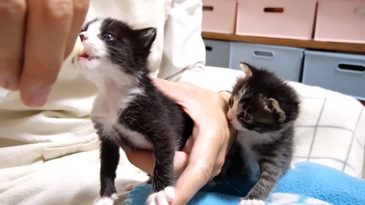 ミルクを飲む子猫