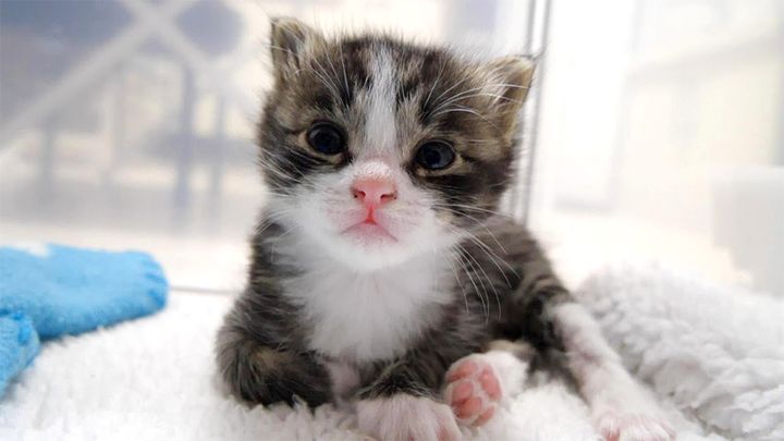 ミルクのいい匂いにビックリした子猫