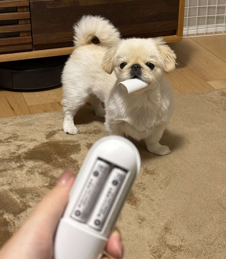 ピンポイントだ（画像はえるつぁん@pekieru_inuさんの投稿より）