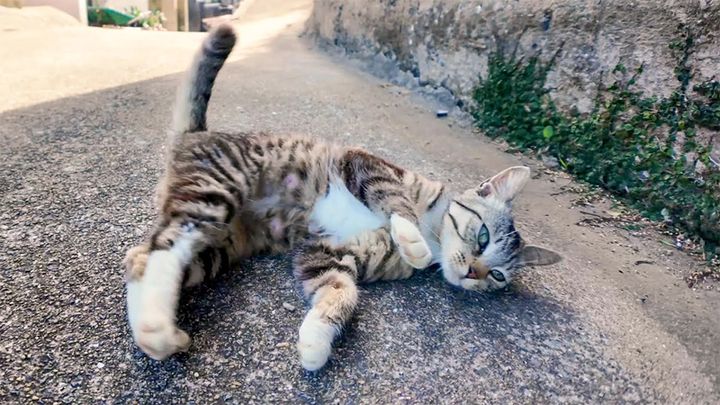 通せんぼスタイルの猫