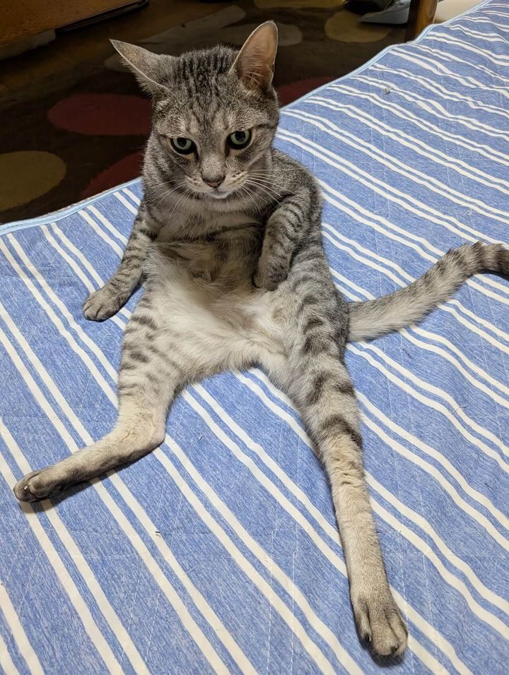 ポケットから何か取り出しそうな猫ちゃん