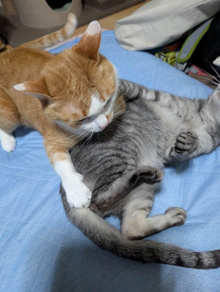 取っ組み合いをするサバトラ猫のしまちゃん