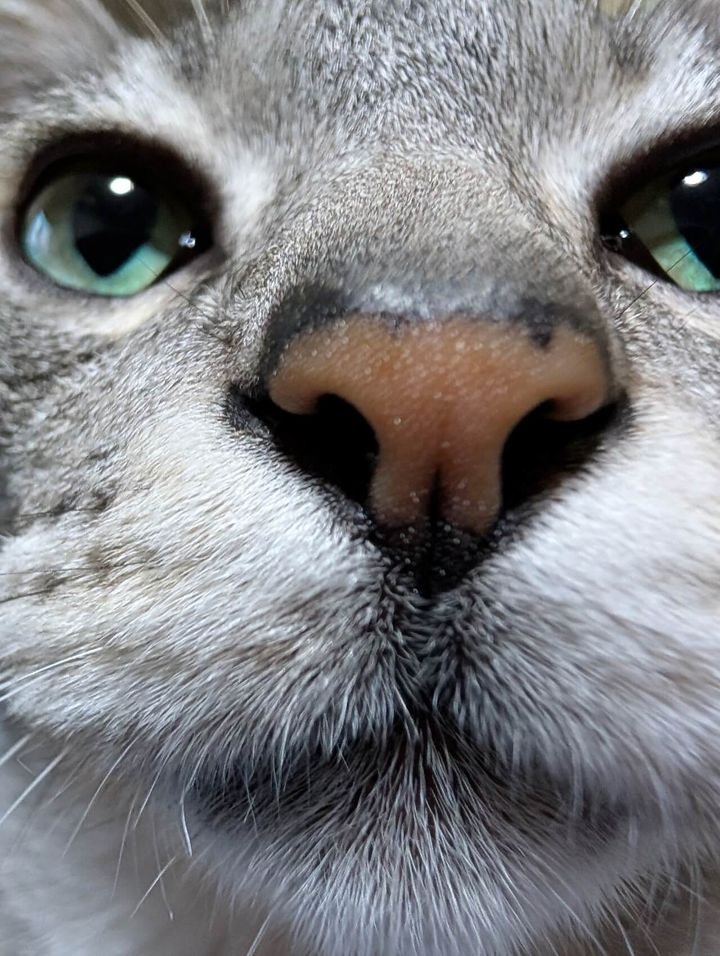 サバトラ猫のしまちゃん