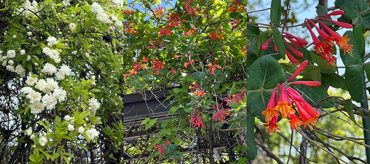 モッコウバラとツキヌキニンドウ