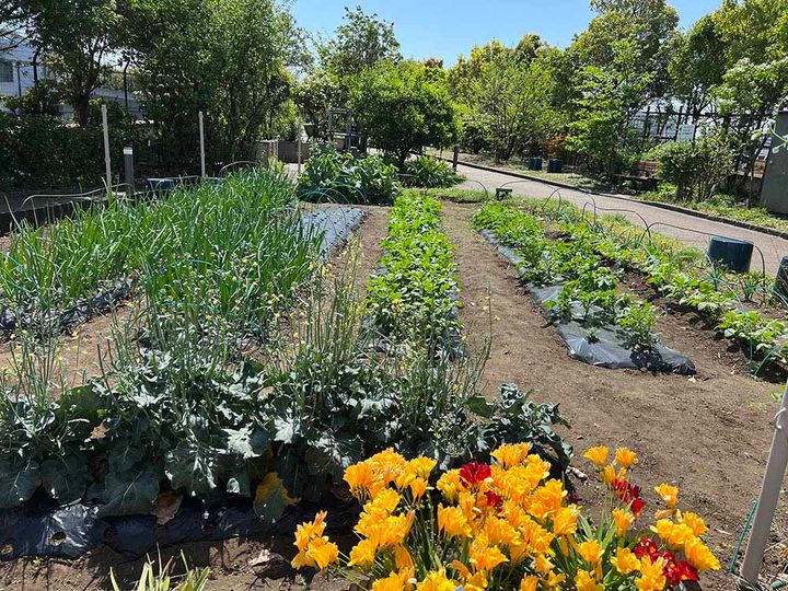目黒天空庭園の野菜畑