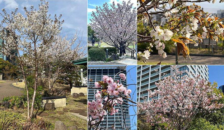 サクラの開花リレー