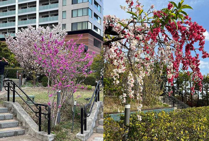 目黒天空庭園の花木