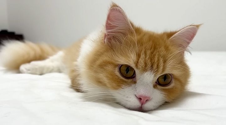 家に着いた瞬間からくつろぐ子猫