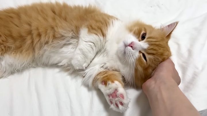 ナデナデされる子猫