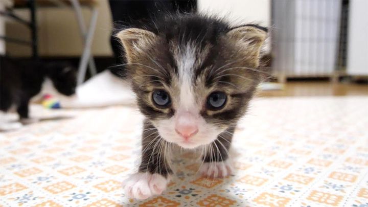 近づいてくる子猫