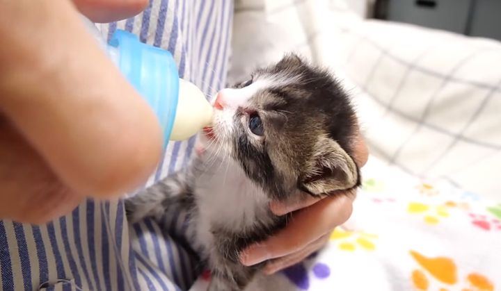 ミルクを飲む子猫