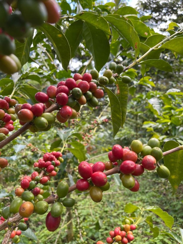 松原大地さん監修！本格派コーヒー豆お取り寄せ5選